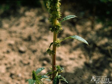 Inconspicuous flowers cluster to form dense, usually stiff, spikelike terminal clusters with smaller clusters between the main stem and leaf stalks. Plants of Texas Rangelands » Carelessweed, Pigweed