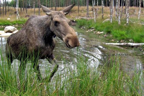 Der elch ist mit einem gewicht bis 700 kg eines der schwersten und im zweiten weltkrieg wurden die letzten elche in deutschland getötet. Tiere: Die Elche wandern in Deutschland ein - DIE WELT