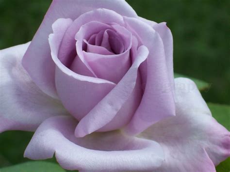 Nana's Nature Photography: Lavender Rose