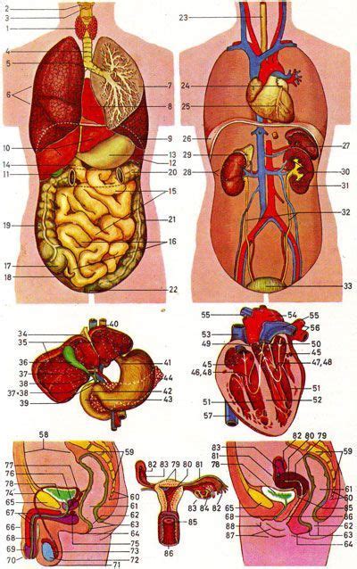 Anatomy of the female body. What Organs Are On A Womens Back Side - Mocksure