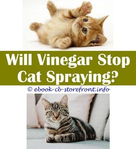 See the list of benefits, the best age to males rarely have a desire to spray/mark after neutering. 4 Creative Tips: Male Cat Spraying Odor cat spray scent ...