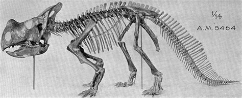 Montanoceratops is an extinct genus of small ceratopsian dinosaur that lived approximately 70 million years ago during the latter part of the cretaceous period in what is now montana and alberta. Mundo Pré-Histórico: Montanoceratope