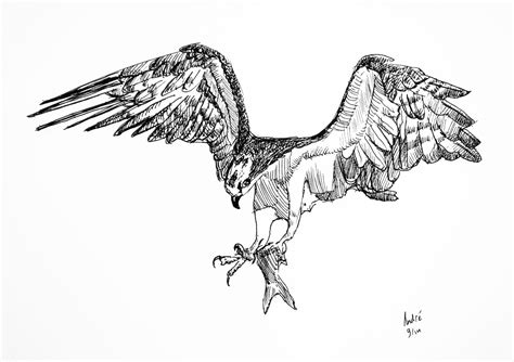 Nederland is een van de landen binnen het koninkrijk der nederlanden. Visarend, Pandion haliaetus, Osprey, fineliner, tekening ...