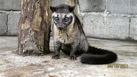 Maybe you would like to learn more about one of these? Civet gains lofty status in coffee world | Inquirer Business