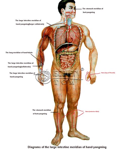 Browse our male anatomy diagram images, graphics, and designs from +79.322 free vectors graphics. human anatomy - Names of nerves in hands, shins and face ...