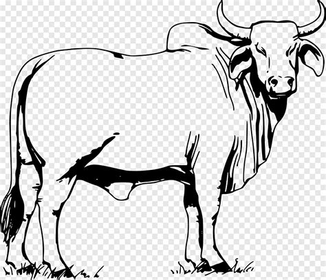 It is constantly evolving and is backed up by an impressive crew of support staff. Brahman Cattle Logo - Australian Brahman Breeders ...