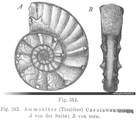 — ceratites decipiens mojsisovics, 1886; CREDNER (1891): Tirolites Cassianus - Ceratites