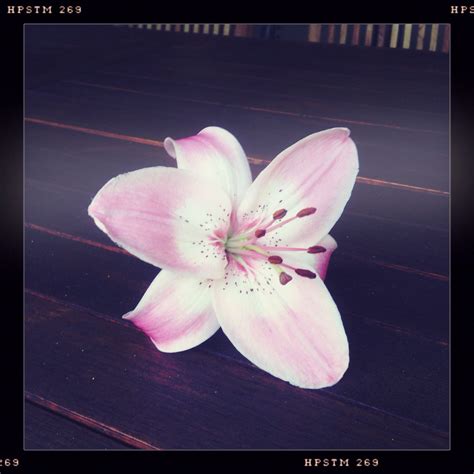 They are not that bright and shadows. Lily - washed out colors | Color, Lily, Photography