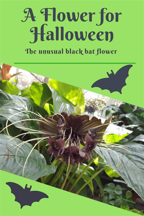 The black bat flower, tacca chantrieri, is a species of flowering plant in the yam family dioscoreaceae. Black Bat Flower - The Houseplant Guru