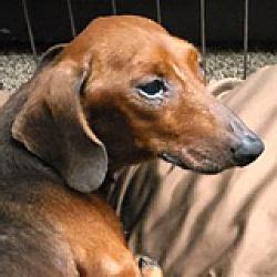 Houston's dachshund beauties, foley, alabama. Available pets at DREAM Dachshund Rescue, Education ...