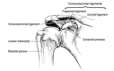 The human shoulder is made up of three bones: conoid coracoclavicular ligament - Google Search ...
