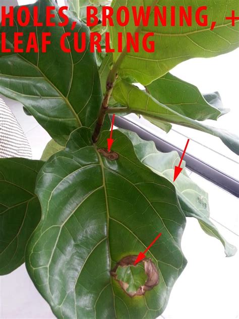 So when cold weather comes ( global warming is causing record cold in e tx again) i need to prune it to get back into the house. Ficus Lyratas growth and health Forum - GardenWeb ...