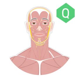 Getbodysmart represents an attempt to create a fully animated and interactive ebook about human anatomy and physiology. Body Regions Anatomy Quiz - Anatomy Drawing Diagram