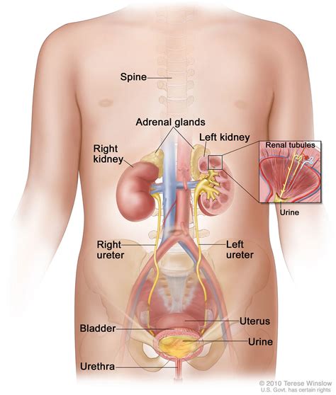 Female body diagram left side. Less Therapy Okay for Some with Wilms Tumor? - National ...