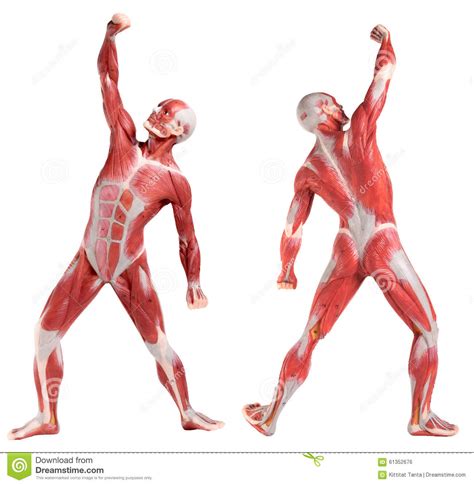 Those of us familiar with the male anatomy know he's not at rest. there's some rigidity there. Male Anatomy Of Muscular System (front And Back View ...
