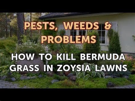 Commonly called zoysia for short, it is popular throughout the transition zone and is often viewed as a status symbol for home lawns. How to Kill Bermuda Grass in Zoysia Lawns - YouTube