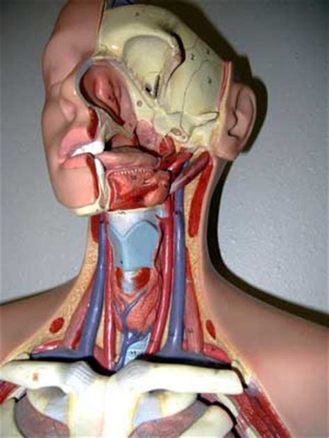 The head and neck receives the majority of its blood supply through the carotid and vertebral arteries. How to Slow a Fast Heart Rate