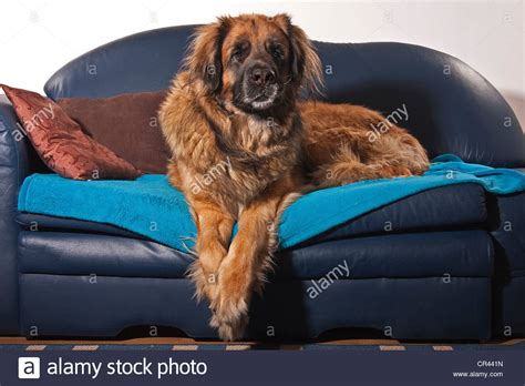 Aktuelle hund sofa umfasst xperteneinschätzung meinung zu besten artikel im test & vergleich. Leonberger Hund auf dem sofa Stockfoto, Bild: 48648817 - Alamy