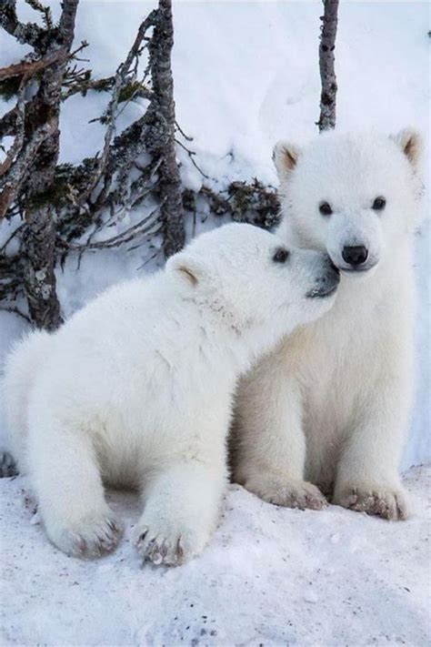 Les images d'un ours polaire épuisé et décharné qui parcourt des terres boréales rocailleuses, sans couche de glace, ont rapidement été. L'ours polaire en 44 photographies uniques - Archzine.fr