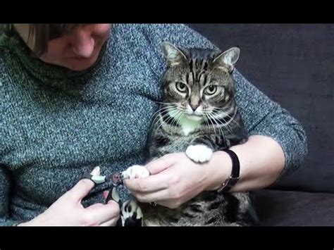 Yes you can do it at home, and you. How to Trim Your Cat's Nails in 1 Minute - YouTube