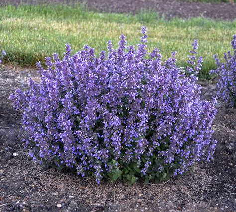 Spacing for this plant is to be at minimum eighteen inches, center on center to ensure a healthy plant for years to come. Nepeta faassenii 'Cat's Pajamas' Bestseller