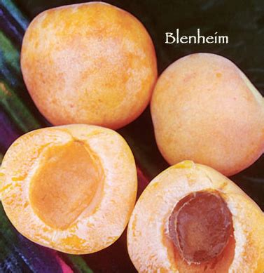 'early gold', 'blenheim', 'royal', 'chinese', 'tilton', 'floragold' (a dwarf variety), and 'newcastle'. Blenheim (Royal) (Semi-Dwarf) - H & H NurseryH & H Nursery