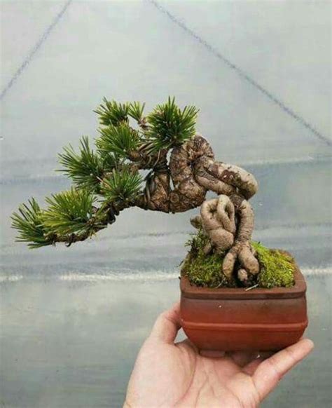 Learn a easy way to apply the cactus fiber to the inside. Ghim của Bagus Wijaya trên Bonsai.insp2 | Minis, Điêu khắc ...