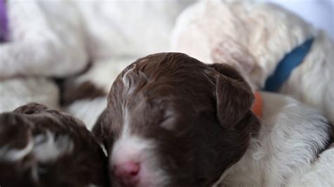 Lagotto romagnolo puppies available from lagotto curlsroc. Lagotto Romagnolo Puppies at 10 days old - YouTube