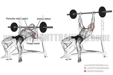 Maybe you would like to learn more about one of these? Incline barbell bench press instructions and video ...