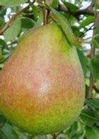 Check how your fruit tree pollinates to be sure it can flower and then fruit. Buy Self fertile Pear Trees Online | CRJ Fruit Trees ...