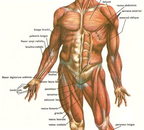 Raps about human a and p muscle. Terry's Global Perspective: What make us human?