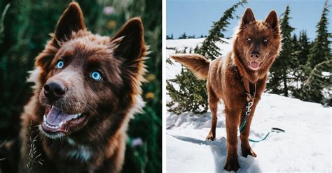 960 x 640 jpeg 113 кб. This Extremely Rare Brown Siberian Husky With Blue Eyes Is ...