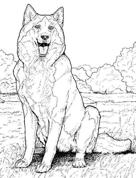 Click the husky coloring pages to view printable version or color it online (compatible with ipad and android tablets). Husky Coloring Pages Ideas