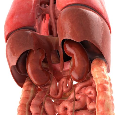 Diagram of human internal orgins. 3D model Human internal organs VR / AR / low-poly MAX OBJ ...