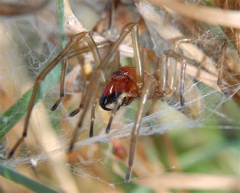 Bij een beet van een van deze soort spinnen sterft het weefsel af. Spinnen im Haus | Insektenstop