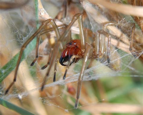 Die spinne wurde gefangen und in den australischen reptilienpark gebracht. Spinnen im Haus | Insektenstop