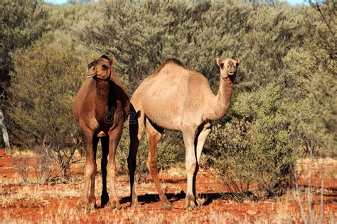 (art rock) = camel = dust and dreams (1991) = rajaz (1999) = a nod and a wink (2002) = ape (image +.cue), lossless. Ein Paar Australische Wilde Kamele Stockfoto - Bild von ...