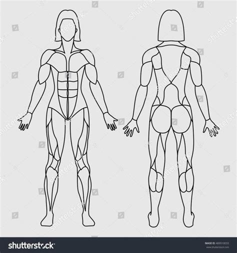 Female body torsos by may12324 on deviantart. Drawing Of Muscular System . Drawing Of Muscular System ...