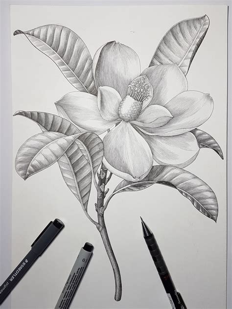 Check spelling or type a new query. Magnolia flower drawing vintage style on Behance