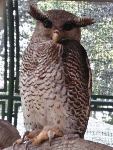 Burung ini berada di tiga gunung, yaitu gunung gede pangrango dan gunung salak, gunung slamet, dan gunung ijen. Suara Burung Celepuk Jawa : Index Of Wp Content Uploads ...