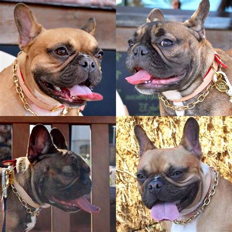 French Bulldog Breeder Colorado Springs - Animal Friends