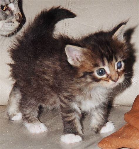 Black little kitten sitting down. Cute Little Kittens - Cat food, health and supplies forum