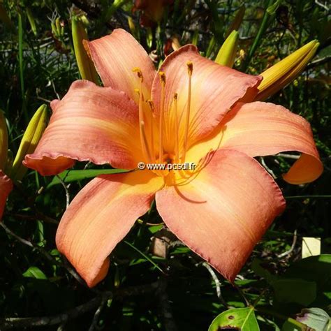 All our dictionaries are bidirectional, meaning that you can look up words in both languages . Hemerocallis 'Spanish Beauty' C3L - Toutes les vivaces ...