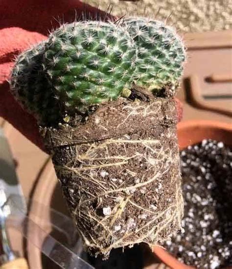 It had to have several plants in it. Why We Need to Repot Newly Bought Succulents - Succulent ...