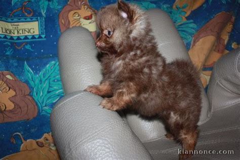 Une femme mature qui doit en avoir marre de son vieux mari et se tape un petit jeune chez elle dans la journée. Chiot femelle de type spitz nain à donner a vendre à Le Cendre - Loisirs / Animaux