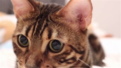 Another perfect point regarding bengal cat personality is that these cats are very subtle to their owner's mood. GET CLOSE TO BENGAL CAT - YouTube