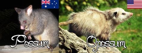 Both nations are large with a diverse set of landscapes and cultures, although the u.s. Opossum vs Possum: No More Confusion - Pest Wiki