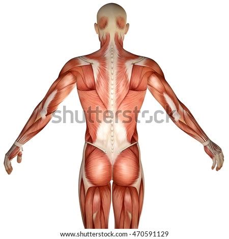 We've got to make sure it'll try to throw. 3 D Human Anatomy Torso Back Muscles Stock Illustration ...
