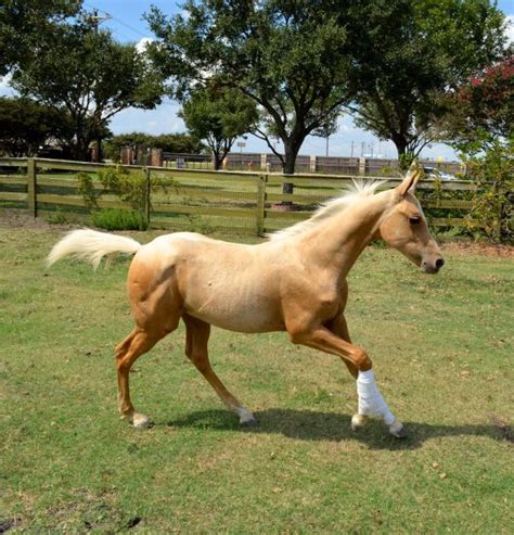 Pacar dari btr branz ini adalah felly zen. 2014 Palomino Filly Registered - 1/2 Arabian | Palomino ...