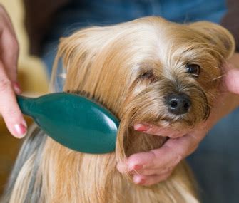 Be careful of the type of comb you will use. Am I a Bad Dog Owner if I Don't Brush My Long-Haired Dog's ...